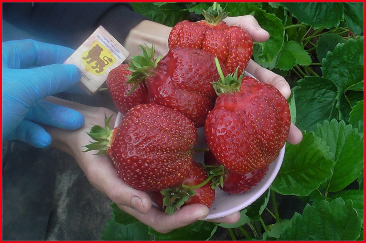 Клубника Королева Елизавета