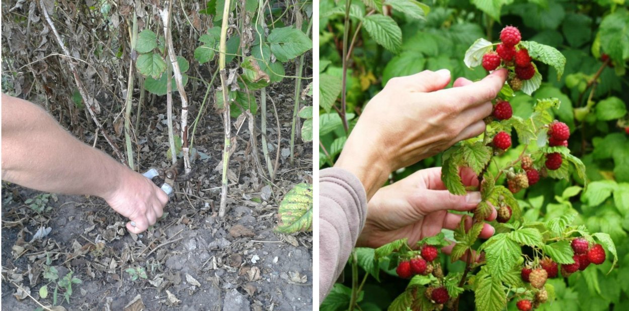 Клубника сорт Флавия