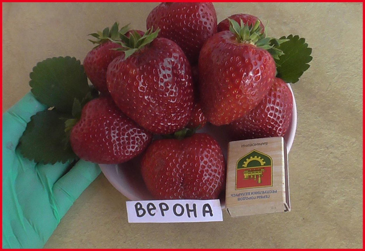 Клубника-малина бай Светлана Татур