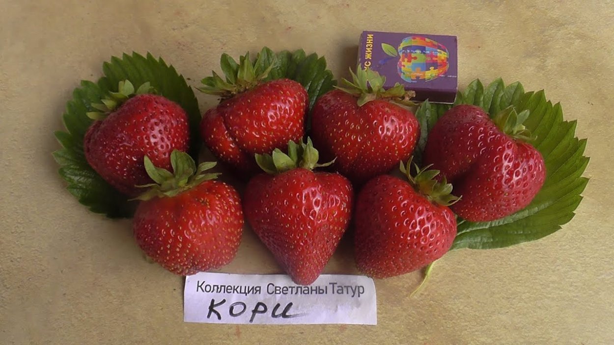 Клубника Моллинг Аллюр