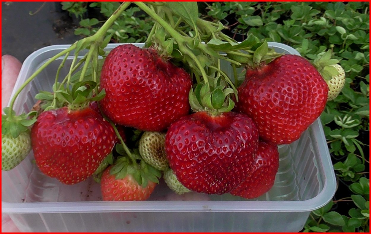 Клубника сорт Генри