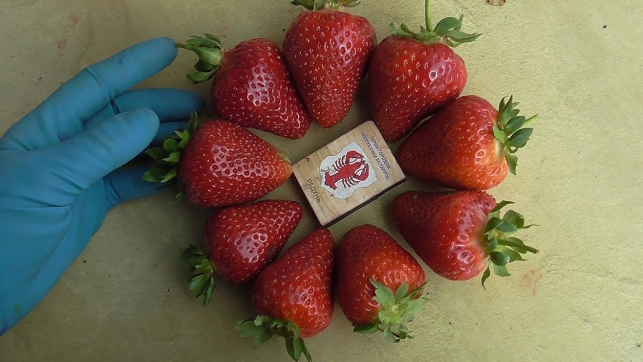 Клубника Эвис Делайт