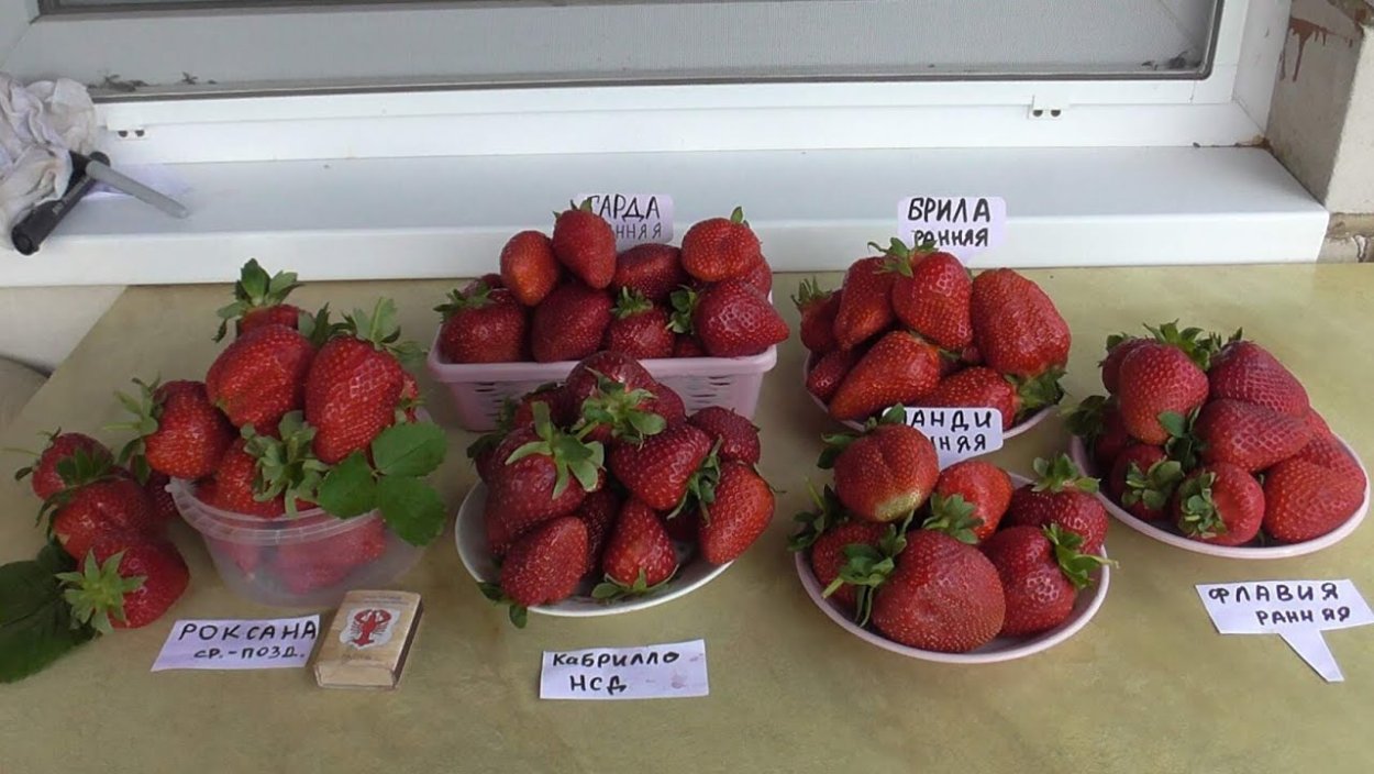 Земляника сорт Флорида Бьюти