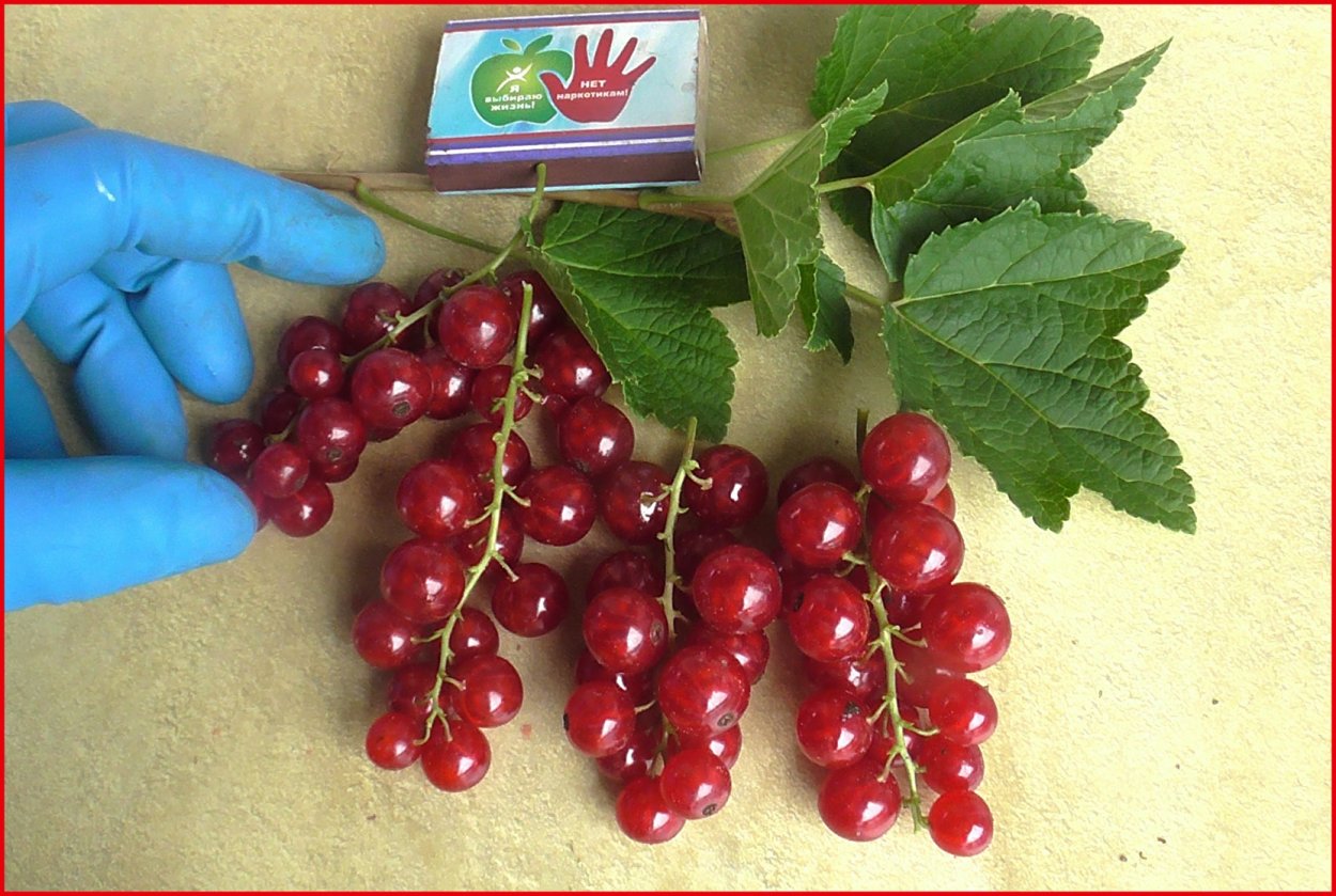 Сорт клубники Априка