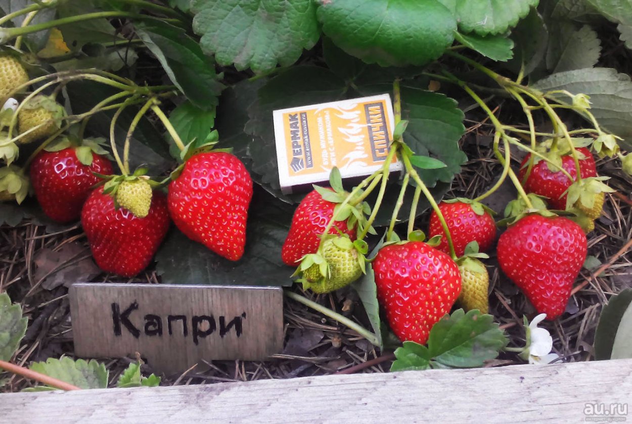 Земляника Садовая Элиани