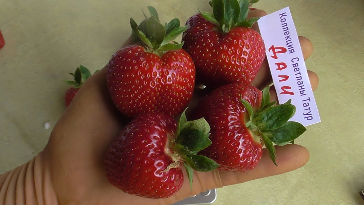 Малина Жозефина