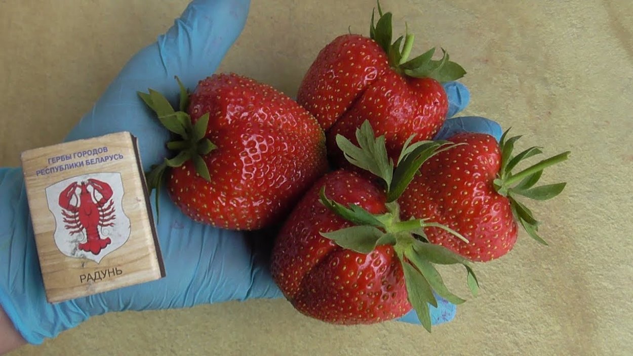 Сан-андреас клубника ремонтантная