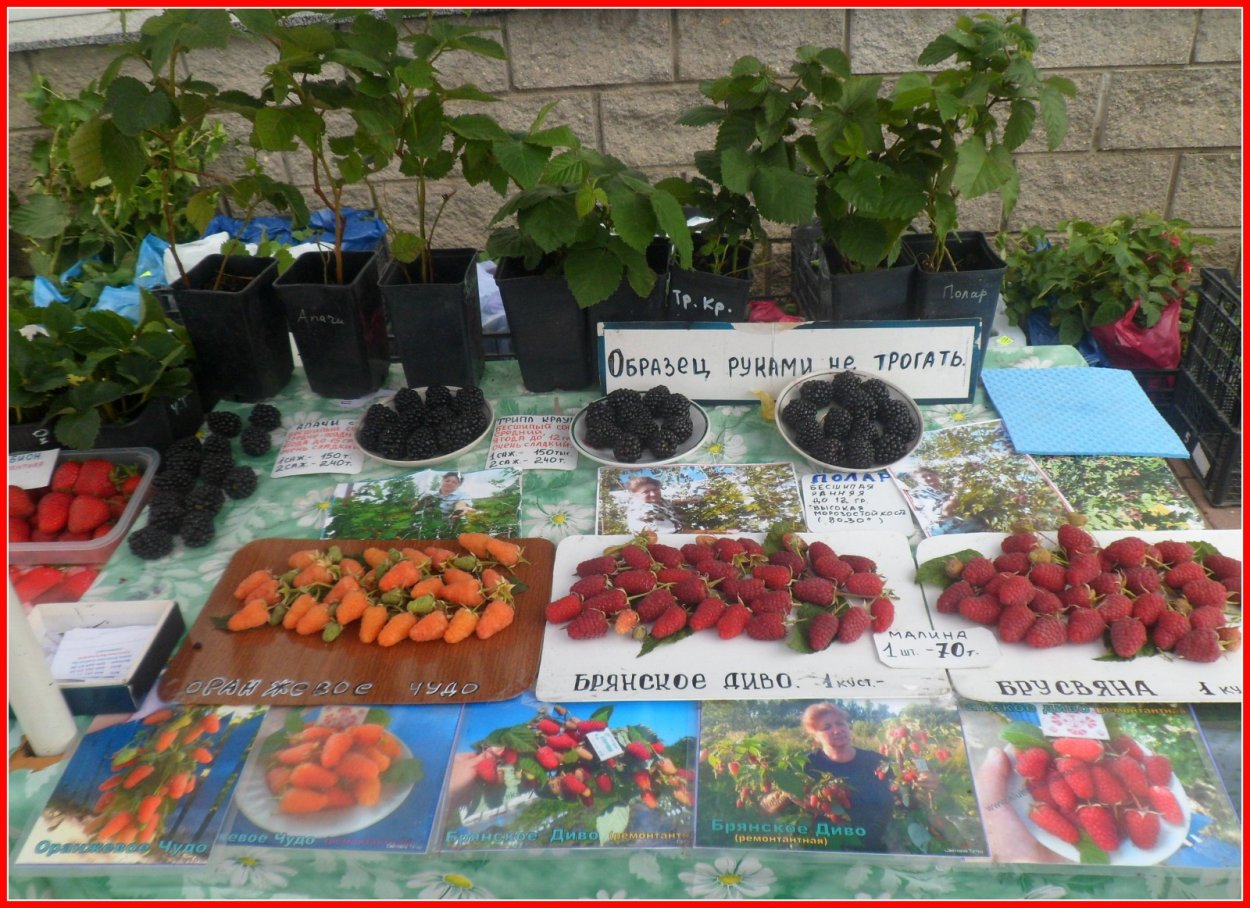 Сорт малины Нижегородец