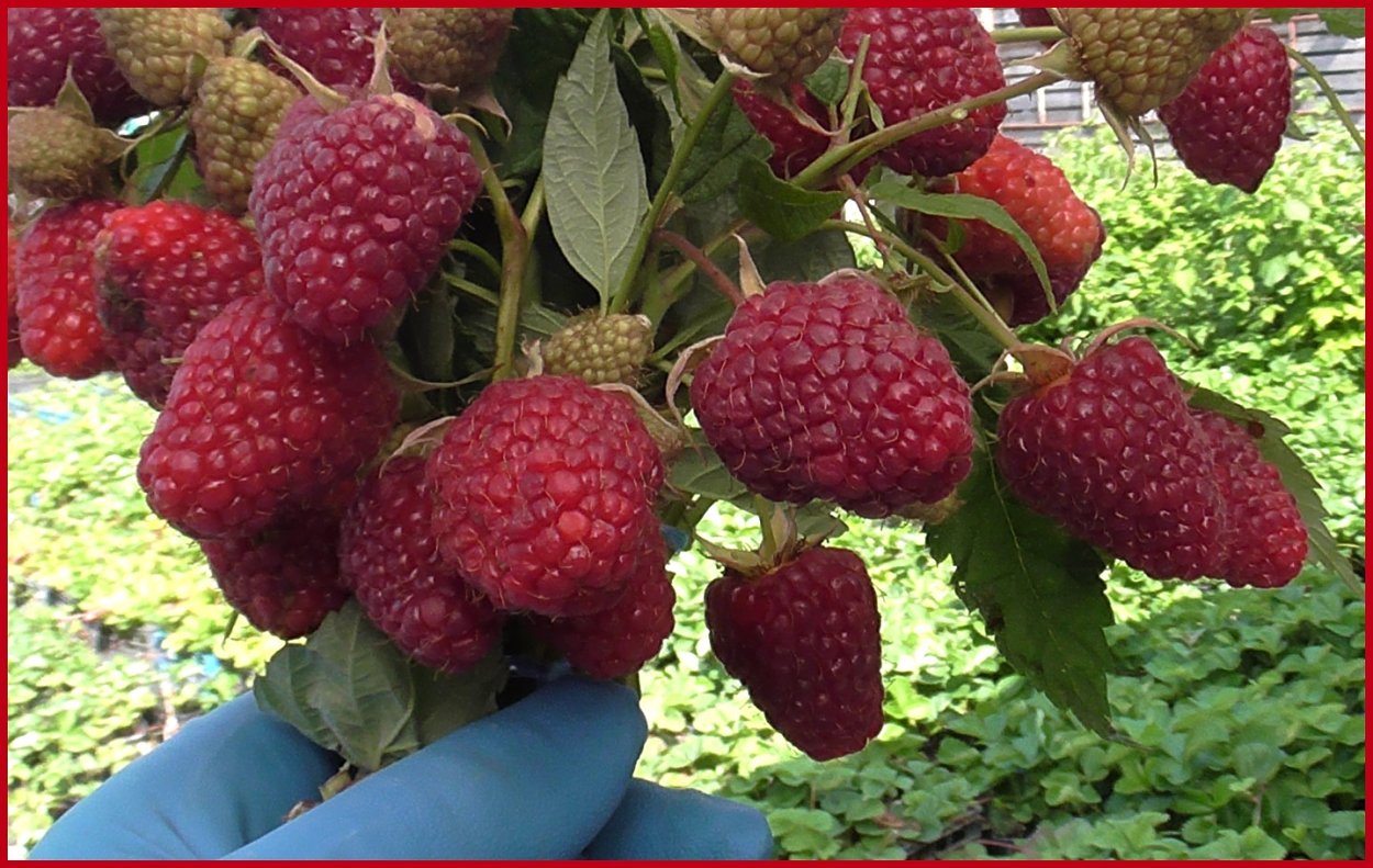 Светлана Чернышева ежевика