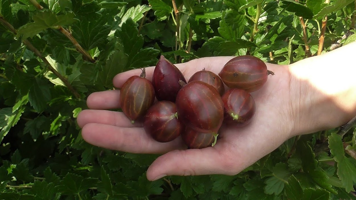 Формировка черешни испанский куст