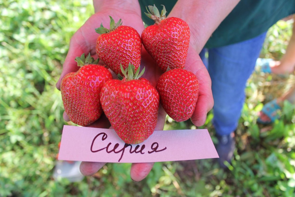 Сорт клубники ремонтантный с крупными и сладкими ягодами