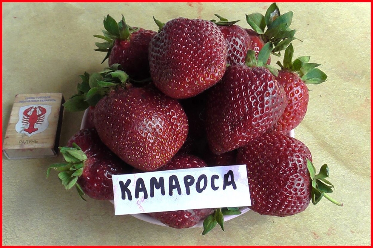 Земляника сорт мадам Муто