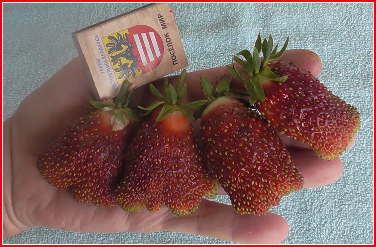 Светлана Татур саженцы смородины