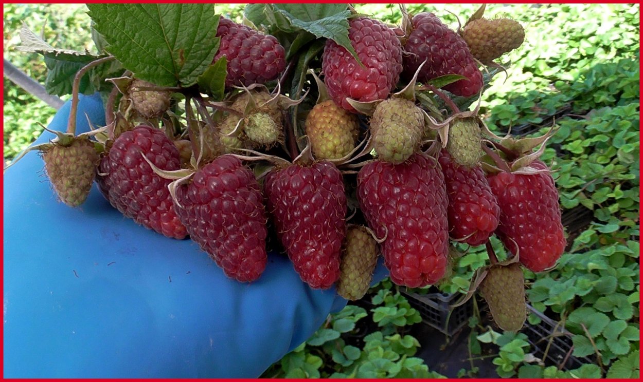 Элиане земляника Садовая