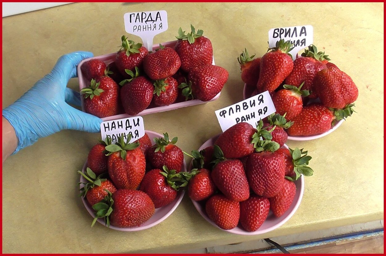 Саженцы с закрытой корневой системой (ЗКС)