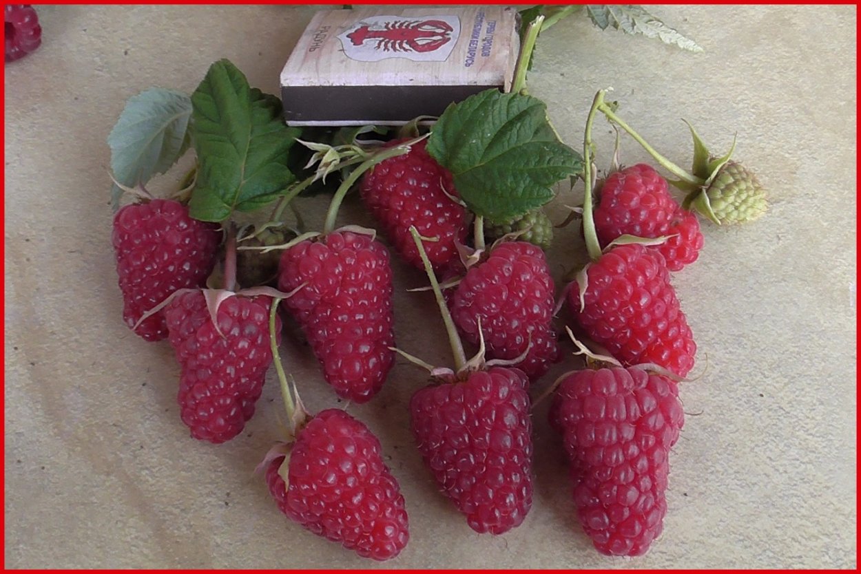 Земляника Садовая сорта Сирия