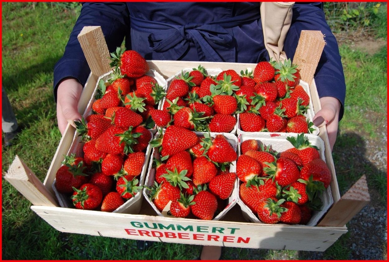 Клубника Теа нф633