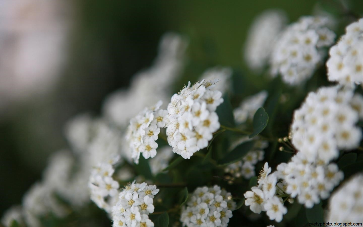 Цветок с маленькими белыми цветочками