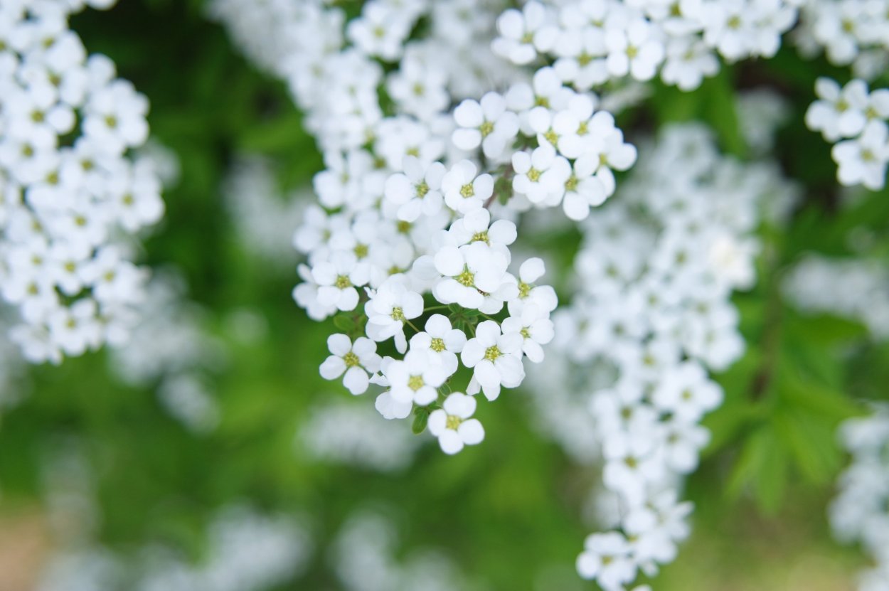 Маленькие белые цветы