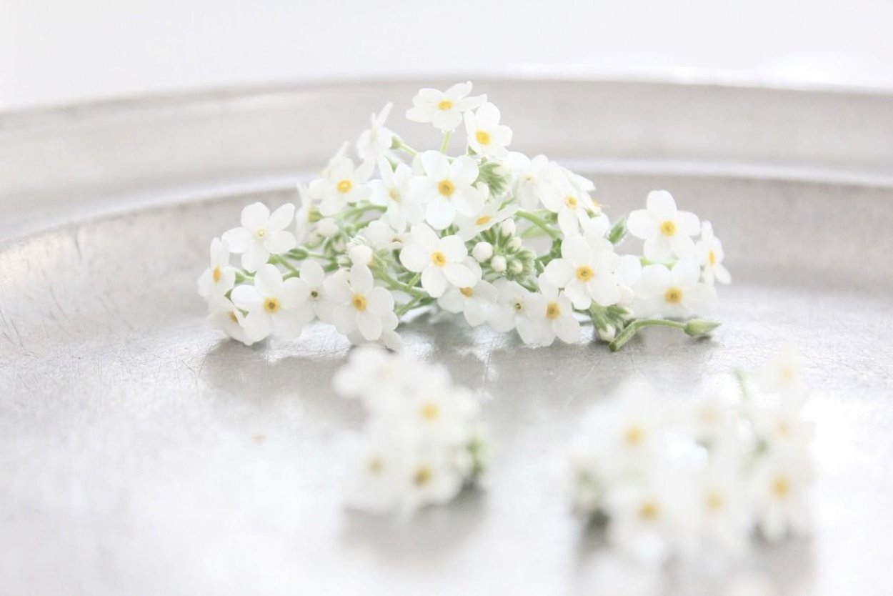 Маленькие белые цветы