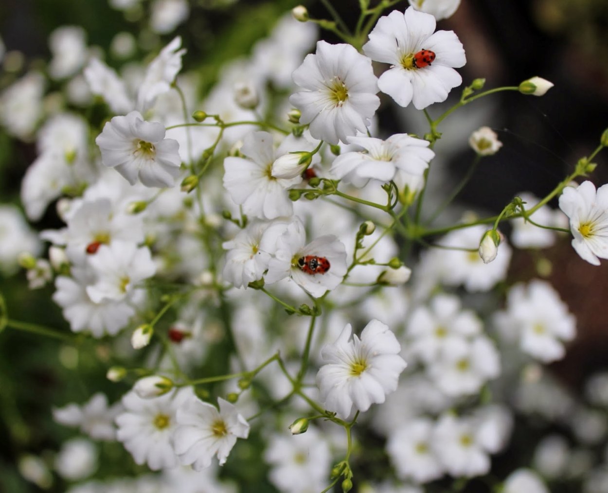 Цветы гипсофила