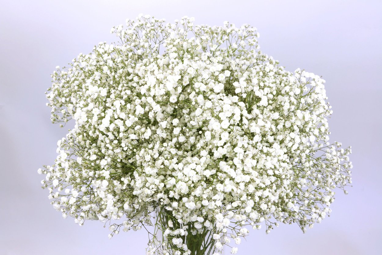 Гипсофила метельчатая Сноуфлейк