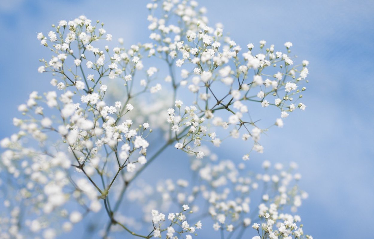 Гипсофила Эстетика