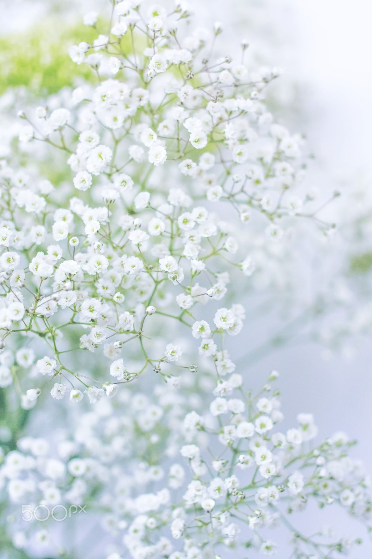 Белые цветы