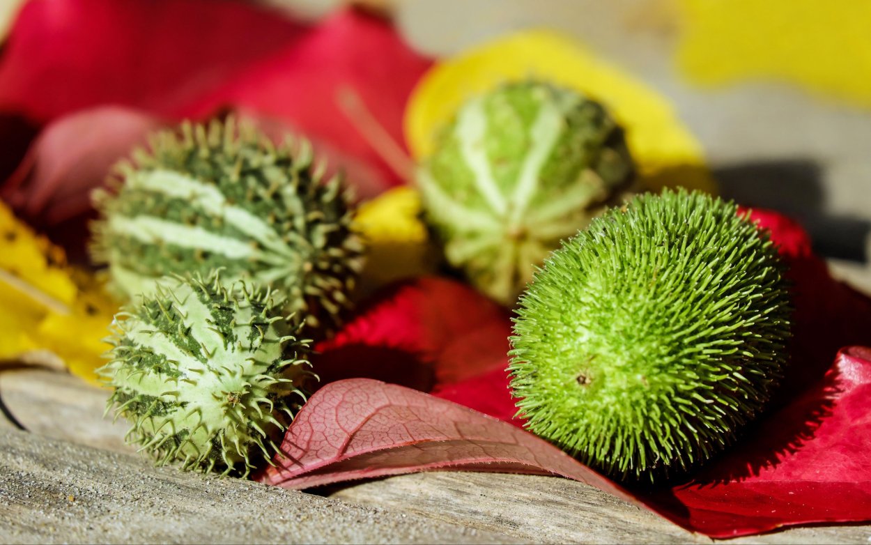 Маленький колючий фрукт