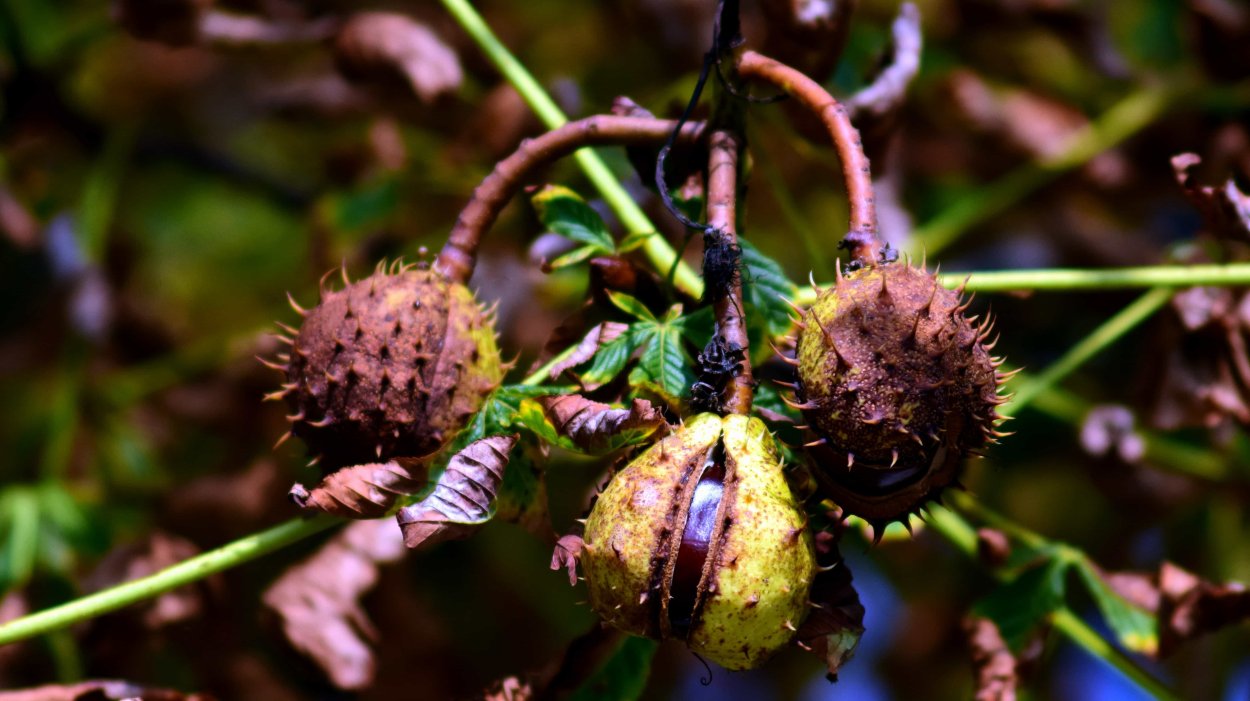 Каштан плод ШИПАСТЫЙ