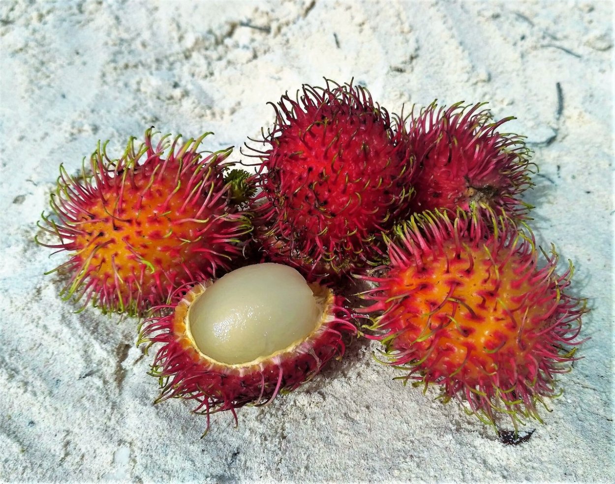 Татарник колючий медонос