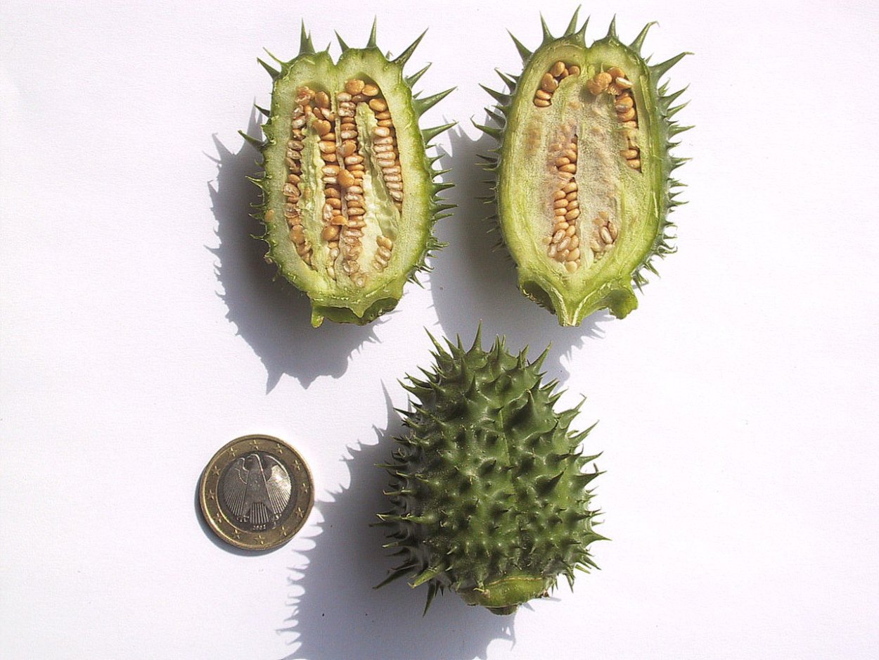 Суккулент с колючками