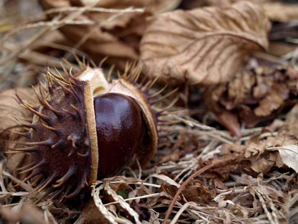 Каштан плод ШИПАСТЫЙ