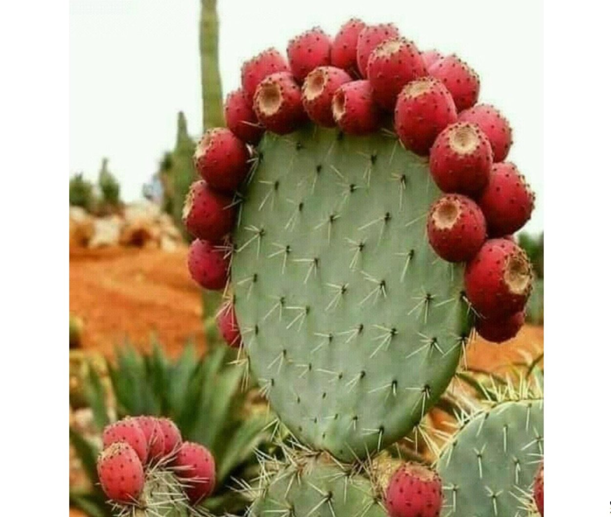 Рамбутан фрукт Мексика