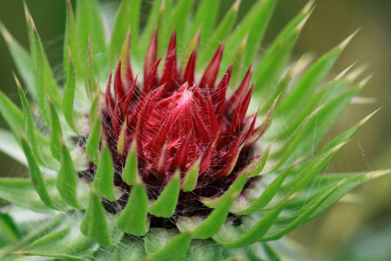 Растение татарник