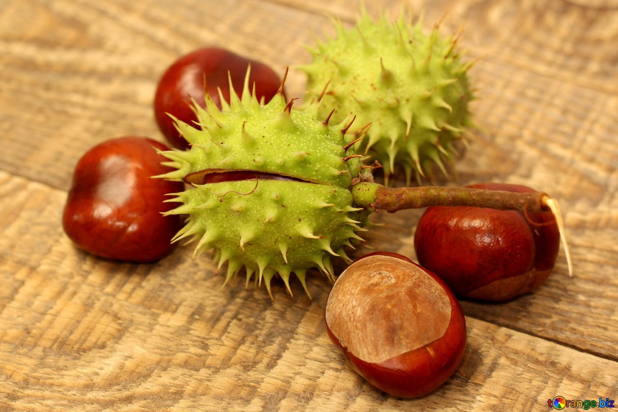 Конский каштан обыкновенный плод