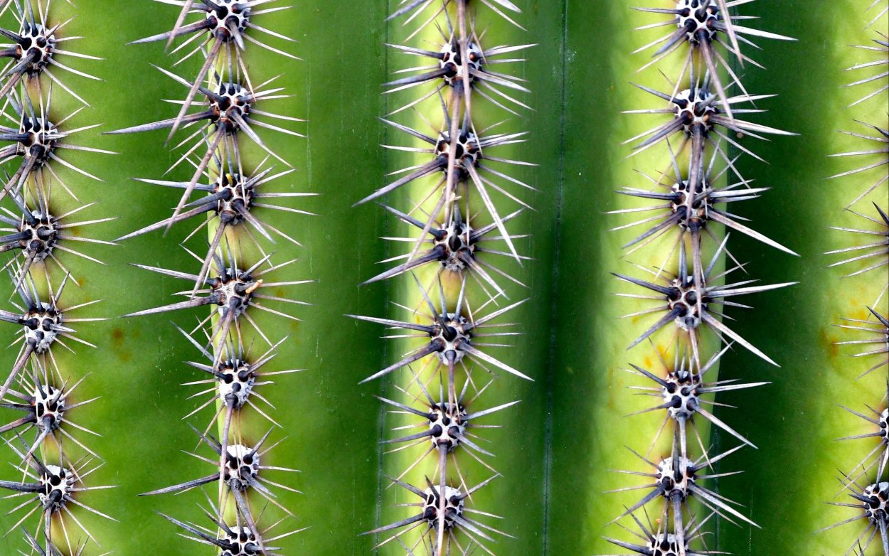 Цветы с колючими бутонами