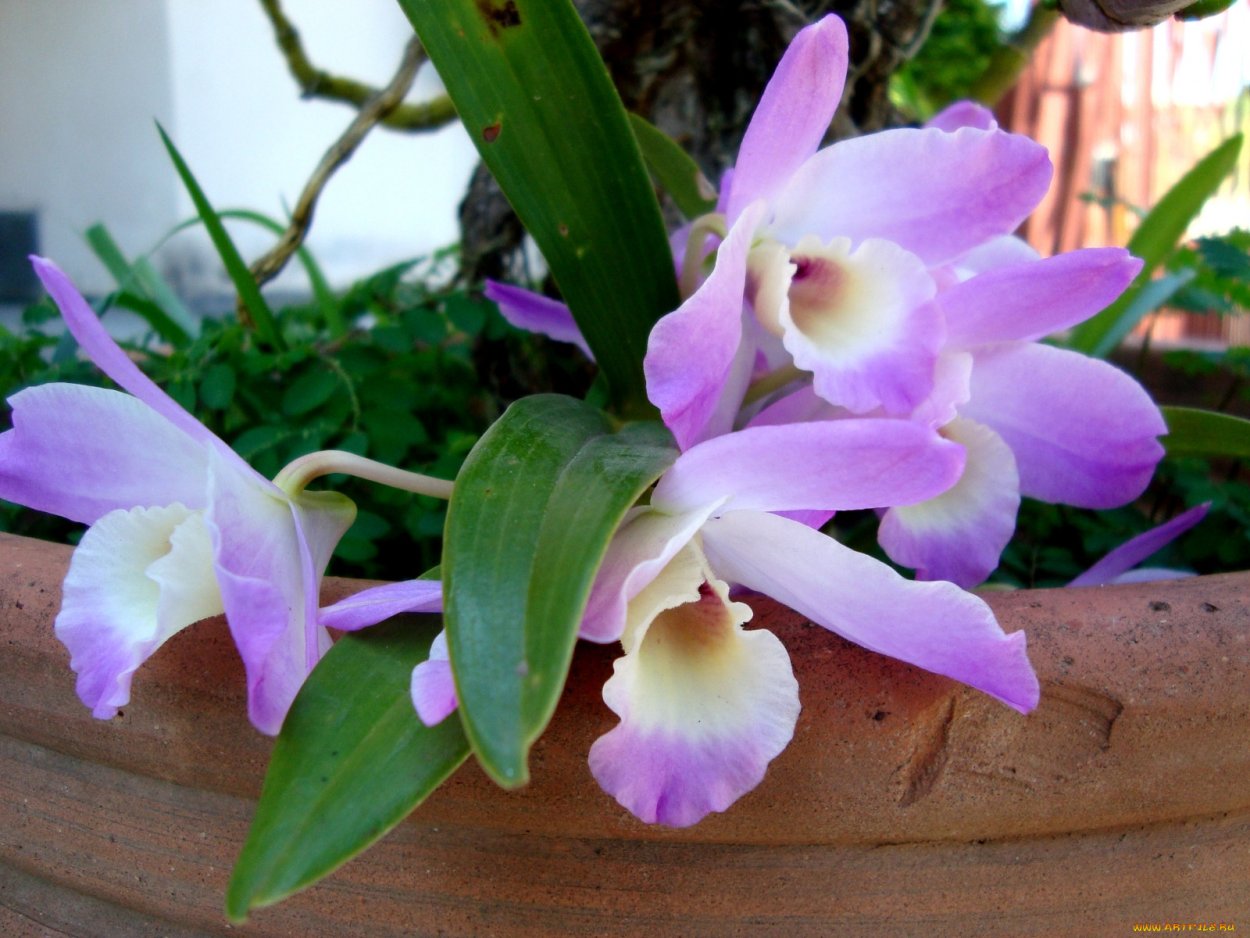 Орхидея бело сиреневая