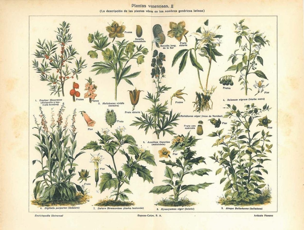 Wolfsbane цветок