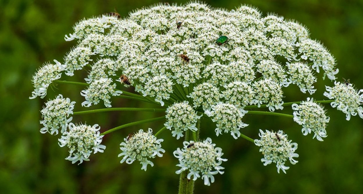 Аконит белоустый