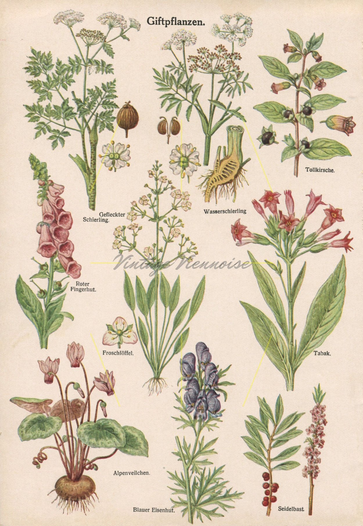 Вороний глаз ягода