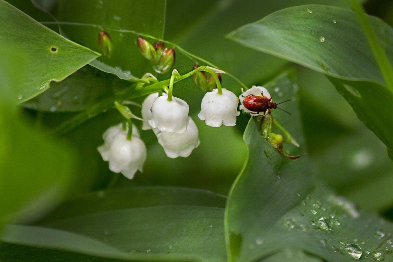 Ландыш Майский в лесу