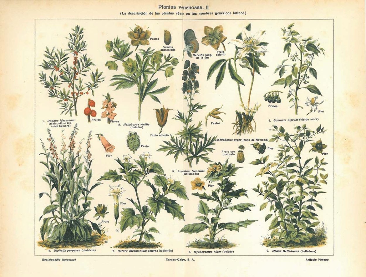 Атропа белладонна