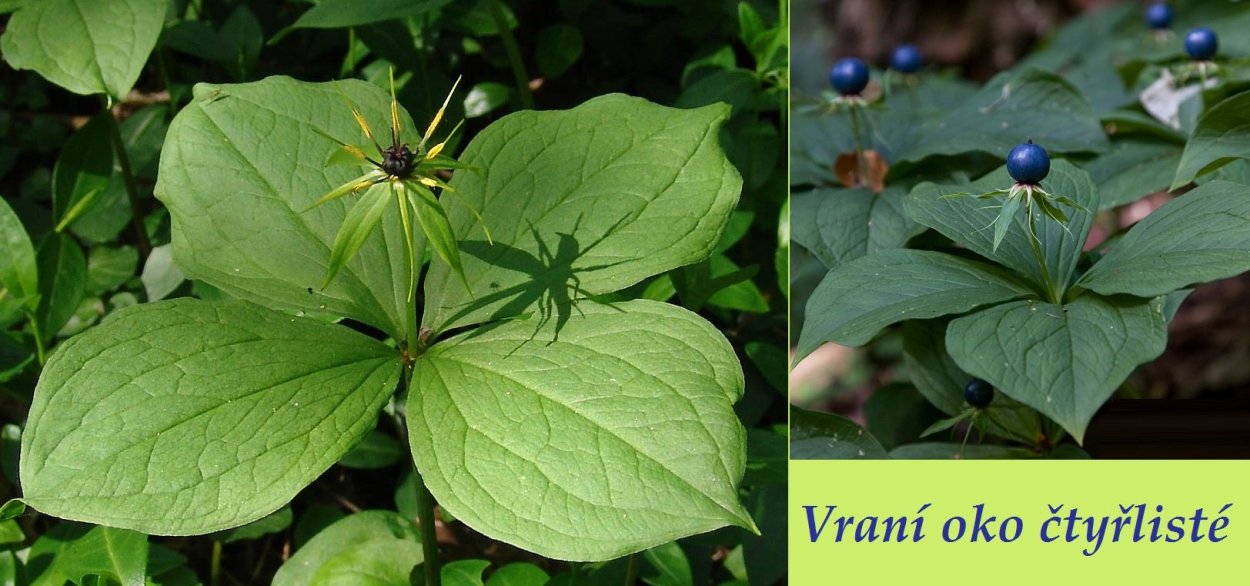 Костяника Лесная