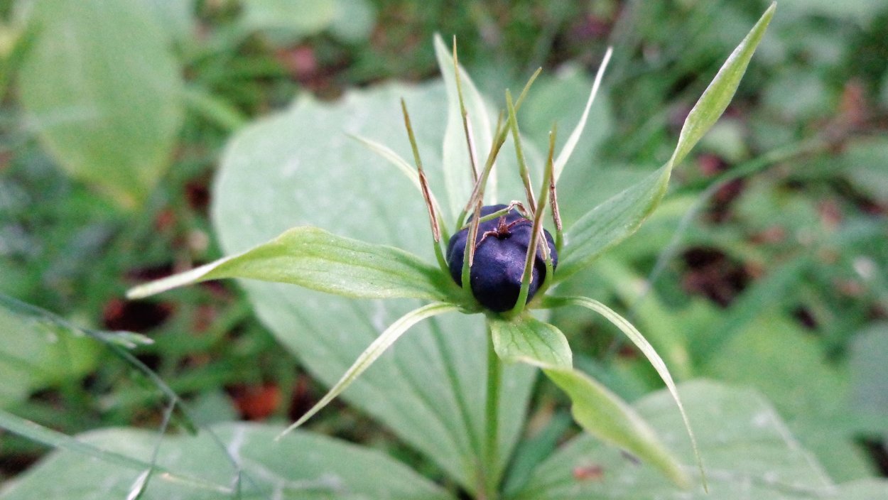 Борщевик Сосновского ожоги