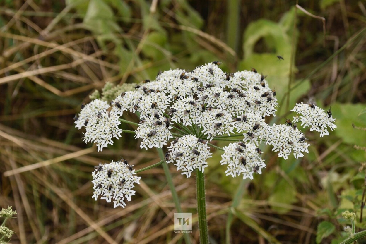 Борщевик растение