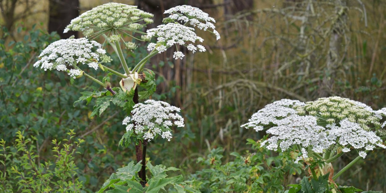 Японский Вороний глаз" (Paris japonica
