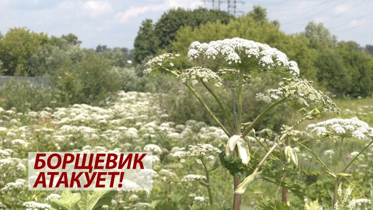 Борщевик ядовитое растение