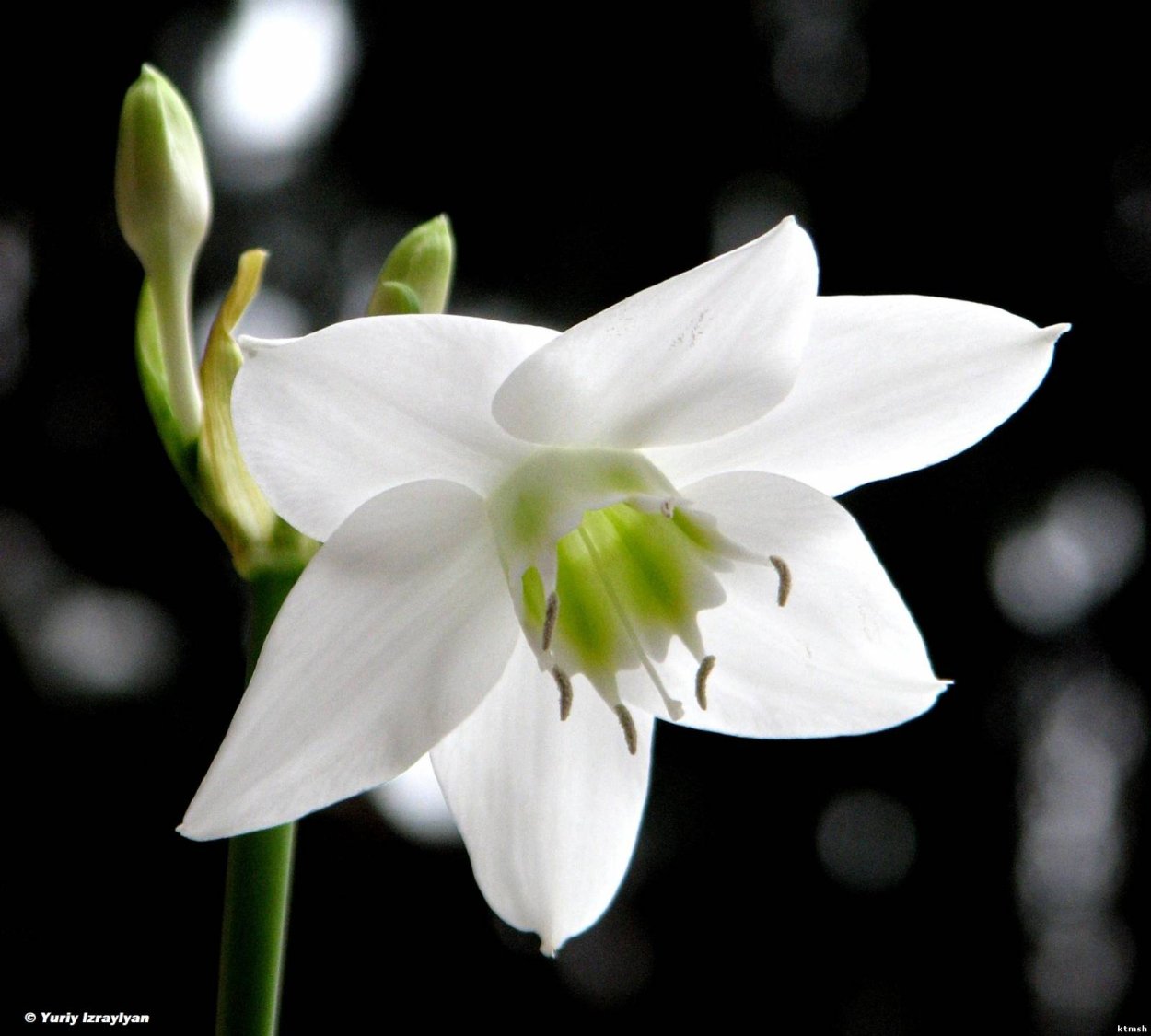 Эухарис беззубчатый (Eucharis subdentata)
