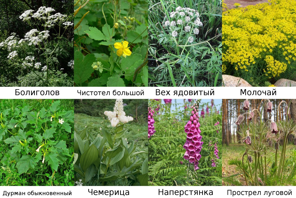 Внимание борщевик